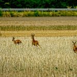 Symbolic Essay: Echoes in the Mist – Hygge Among the Peaks Symbolic Essay: Echoes in the Mist – Hygge Among the Peaks
