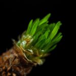 Symbolic Essay: Stone paths dwellers’ souls