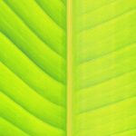 Top 5 Ideas: Loom of Living Soil