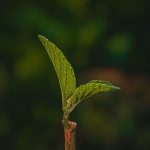 Poetic Guide: Earth’s breath in each step, homeward hymn. Poetic Guide: Earth’s breath in each step, homeward hymn.