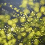 Symbolic Essay: Stone Hearth’s Embrace