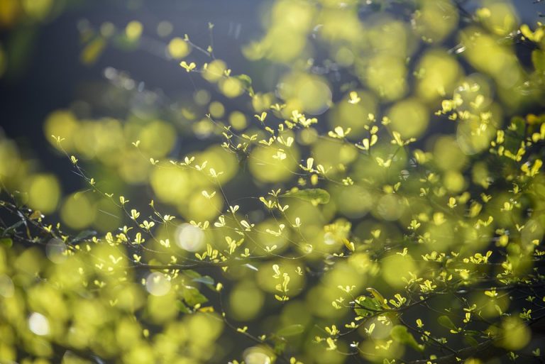 Symbolic Essay: Stone Hearth’s Embrace