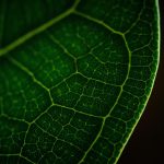 Poetic Guide to Cultivating a Sanctuary of Whispering Roots