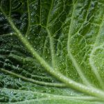 Seasonal Ritual: Dawn Seedling Meditations