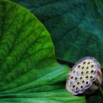 Symbolic Essay of Moss & Memory Symbolic Essay of Moss & Memory