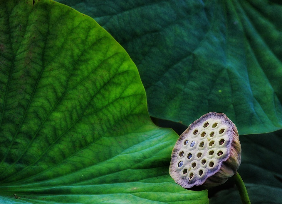 Symbolic Essay of Moss & Memory