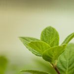 Symbolic Essay: The Language of Green: Whispers from a Vertical Paradise Symbolic Essay: The Language of Green: Whispers from a Vertical Paradise