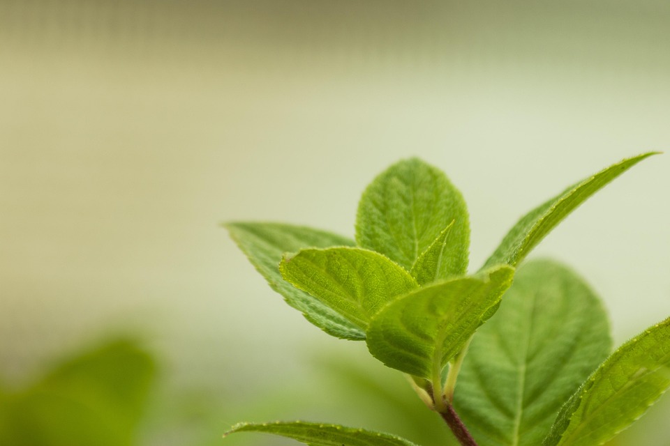 Symbolic Essay: The Language of Green: Whispers from a Vertical Paradise