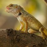 Poetic Guide Where ShadowsDance with Soil