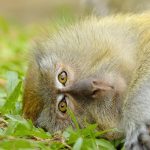 (Invites layered textures and moss’s earthy calm to anchor spaces in winter’s stillness, echoing forest floor serenity.) (Invites layered textures and moss’s earthy calm to anchor spaces in winter’s stillness, echoing forest floor serenity.)