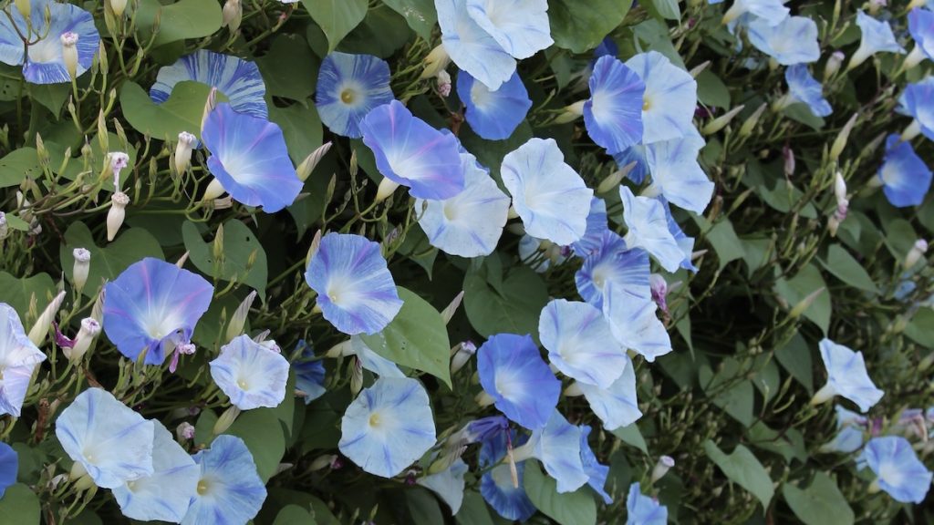 Growing Morning Glories from Seed: A Complete Guide