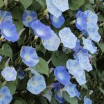Growing Morning Glories from Seed: A Complete Guide