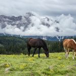 Poetic Guide: Escape into Mountain Solace – Rustle of Dawn’s Awakening Poetic Guide: Escape into Mountain Solace – Rustle of Dawn’s Awakening