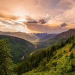 Eco How-To: Nurture wild violets into living walls