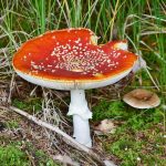 A manifesto for mending cracked flagstones with moss surnan, reknitting urban runs into verdant synapses where lichen murmurs gratitude through education in symbiosis. A manifesto for mending cracked flagstones with moss surnan, reknitting urban runs into verdant synapses where lichen murmurs gratitude through education in symbiosis.