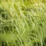 Seasonal Ritual: Healing Herb Bed Seasonal Ritual: Healing Herb Bed