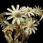 Symbolic Essay: The Alchemy of Lichen on Winter Windowsills