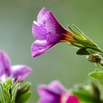 Poetic Guide to Balcony Bloom Poetic Guide to Balcony Bloom