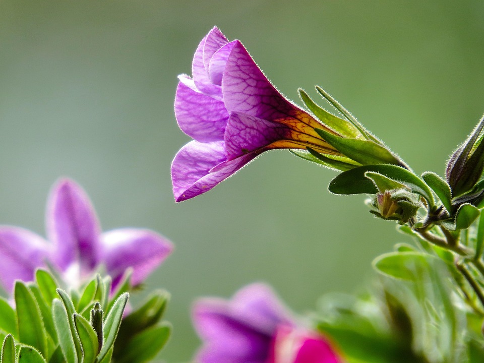 Poetic Guide to Balcony Bloom