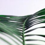 Poetic Guide: Cradling Light in the Embrace of Willowy Boughs