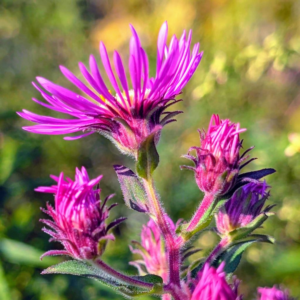 The All-Star List: 5 Plants I Want More of In My Garden