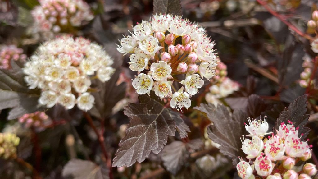 Plant a Common Ninebark for its Interesting Foliage and Flowers