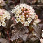 Plant a Common Ninebark for its Interesting Foliage and Flowers