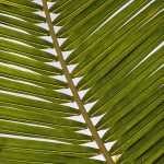 Symbolic Essay: Threads of Verdant Homespun