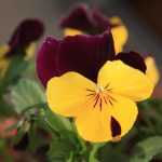 Poetic Guide Where Thyme Meets Sky & Petals