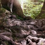 Top 5 Ideas: Dry Gardens as Poetry, Stone Paths & Whispers of Resilient Leaves Top 5 Ideas: Dry Gardens as Poetry, Stone Paths & Whispers of Resilient Leaves