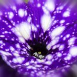 Symbolic Essay Concrete Roots: Blooming Solitude