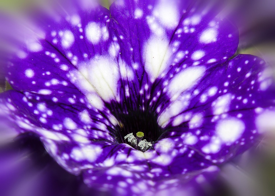 Symbolic Essay Concrete Roots: Blooming Solitude