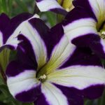 Best Of Lullabies: Ivy conquers wrought iron’s thrones