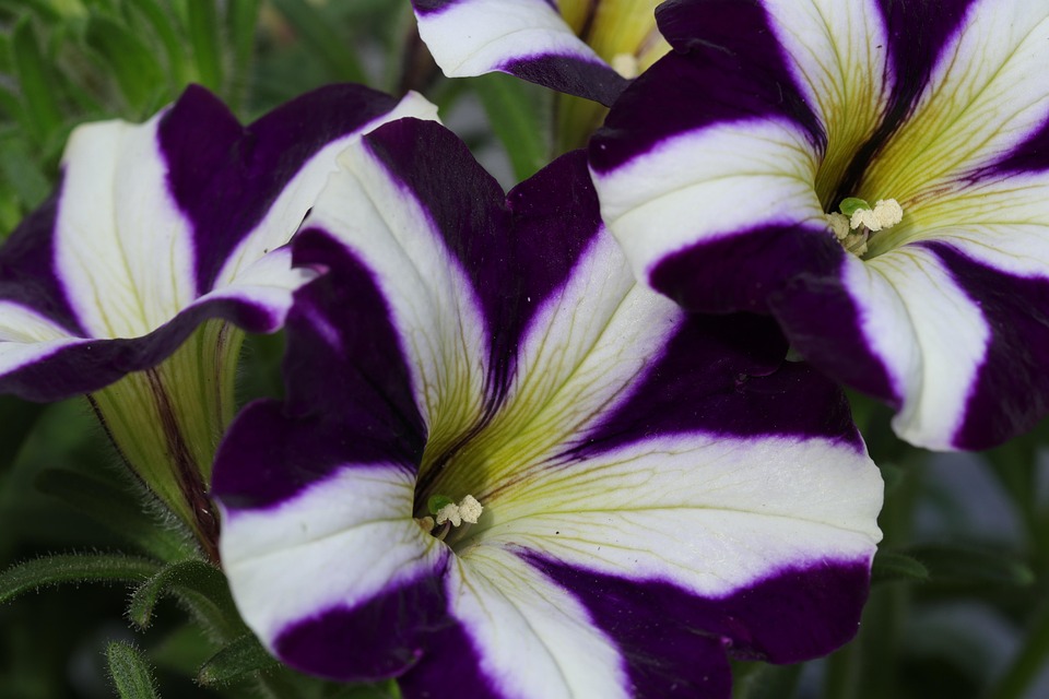 Best Of Lullabies: Ivy conquers wrought iron’s thrones