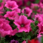 Eco How-To: Sprout Both Wild and Tame Eco How-To: Sprout Both Wild and Tame