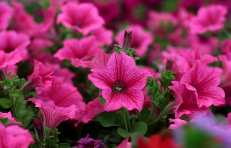 Eco How-To: Sprout Both Wild and Tame