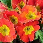 Seasonal Ritual Autumn’s whisper buried in cracked stone