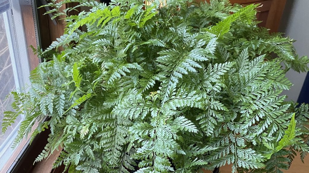 Rabbit Foot Fern Care A Complete Growing Guide