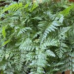Rabbit Foot Fern Care A Complete Growing Guide Rabbit Foot Fern Care A Complete Growing Guide