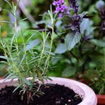 4. Eco How-To: Weaving Edible Wreaths from Forgotten Orchard Shards