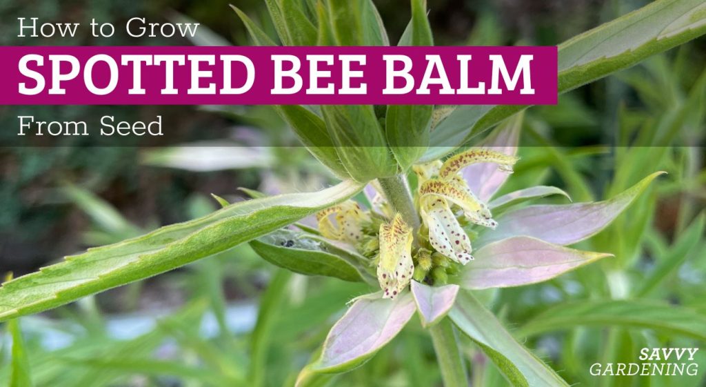 How to Grow Spotted Bee Balm From Seed
