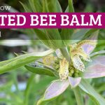 How to Grow Spotted Bee Balm From Seed How to Grow Spotted Bee Balm From Seed