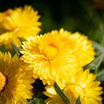 Seasonal Ritual Morning Dew to Moonlit Play Seasonal Ritual Morning Dew to Moonlit Play