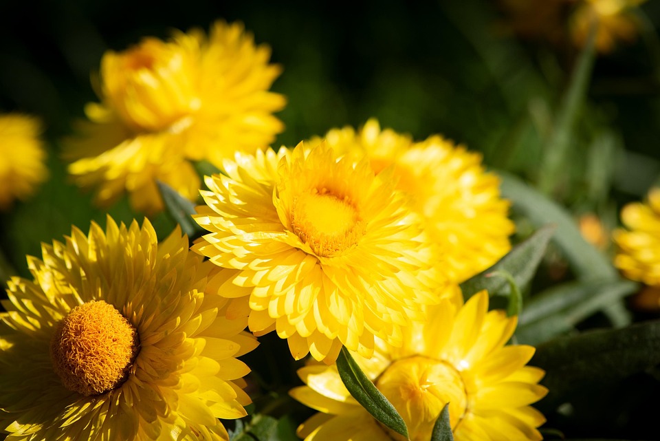 Seasonal Ritual Morning Dew to Moonlit Play