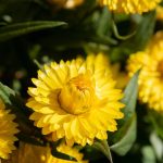 Eco How-To: Rainwater Harvesting with Fungi