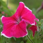 Eco How-To build a pollinator’s cathedral Eco How-To build a pollinator’s cathedral