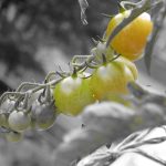 Eco-How-To: Pallets to Planters, Rain Barrel Wisdom