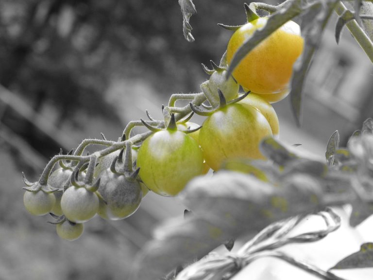 Eco-How-To: Pallets to Planters, Rain Barrel Wisdom