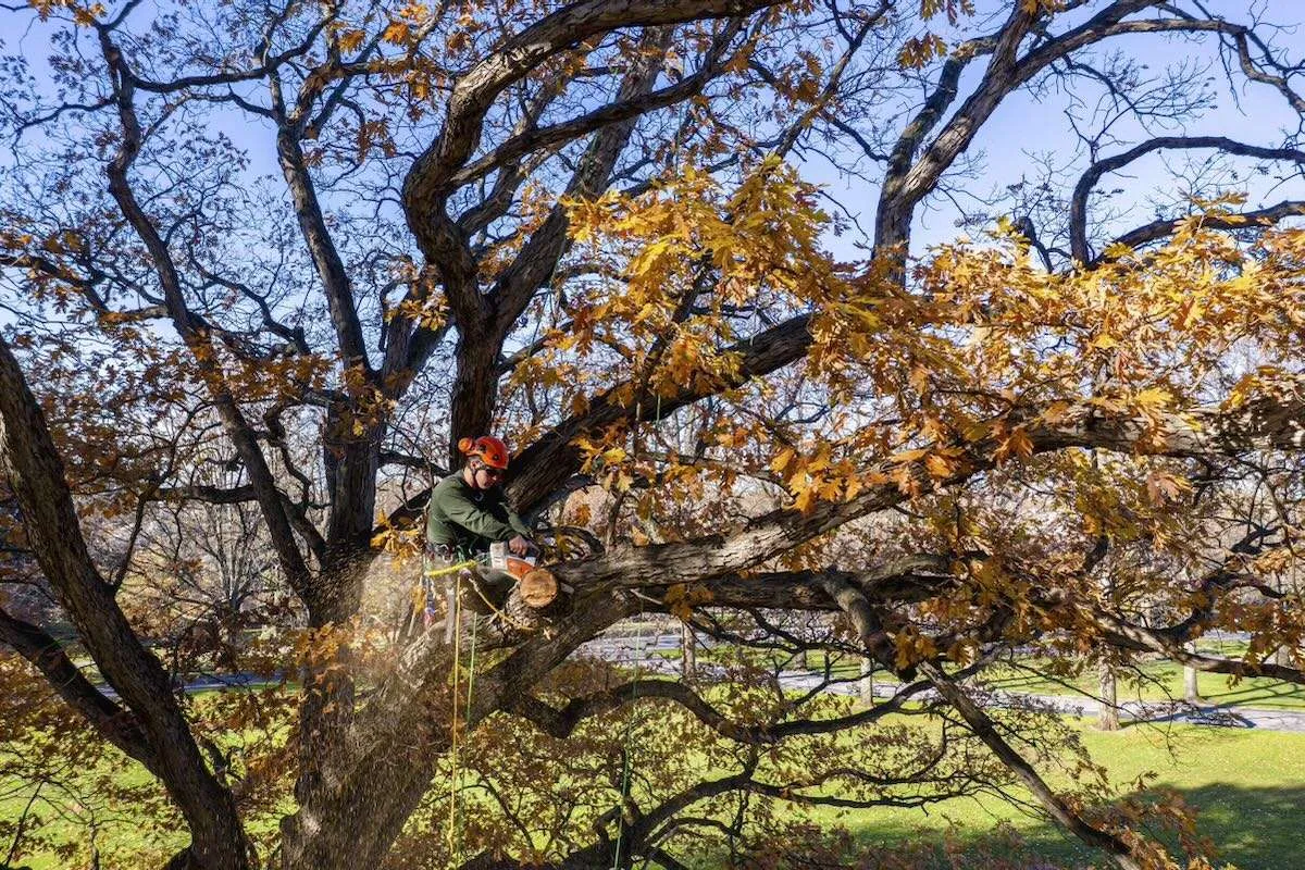 tree care’s history and how-to, with nybg’s melissa finley