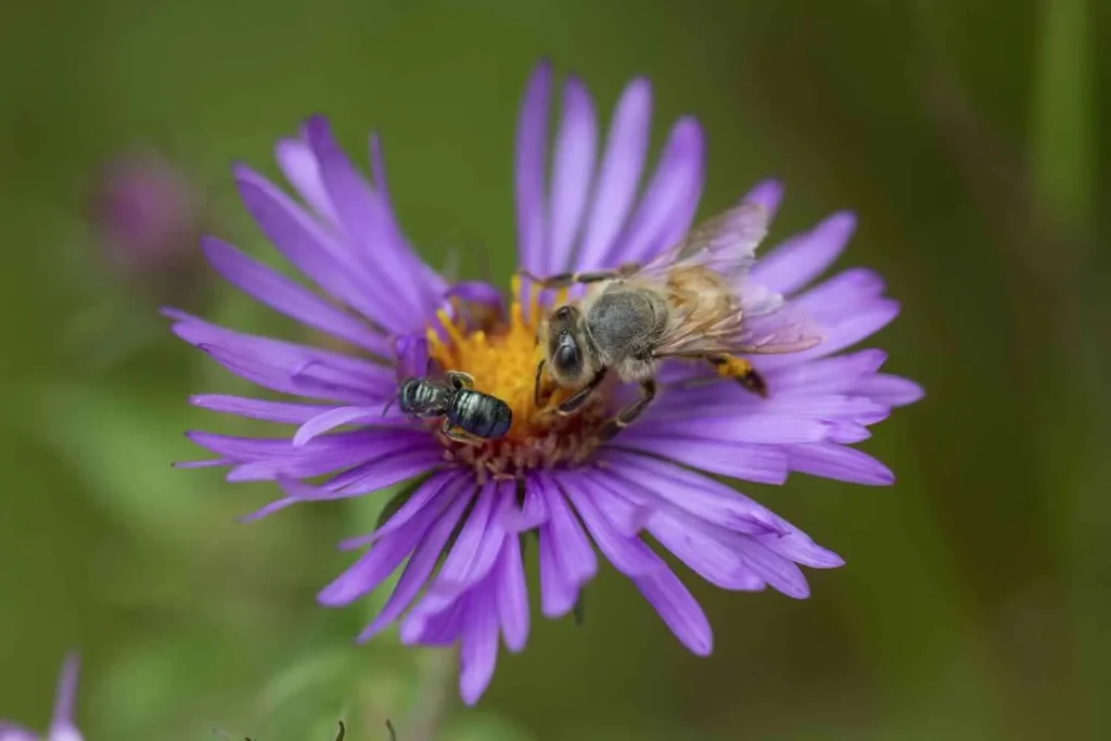 what about those ‘keystone plants’? with uli lorimer